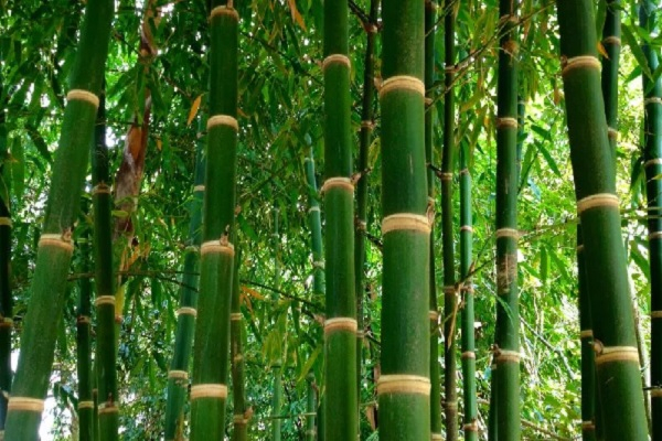 Cultivation Technology of Bamboo