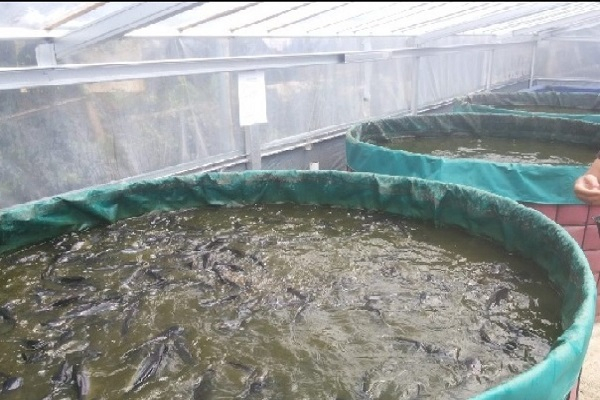 Bio Flock Fish Farming
