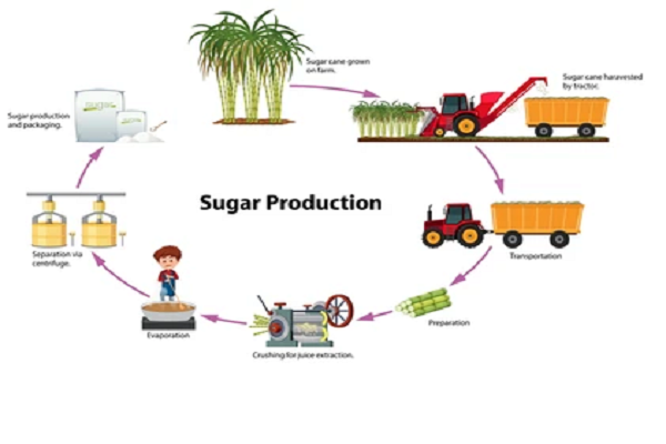 Sugar Processing Technology