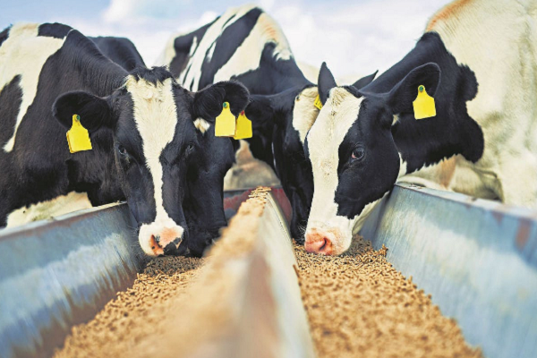 Cattle Feed Processing Business
