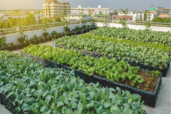 Rooftop Farming Business
