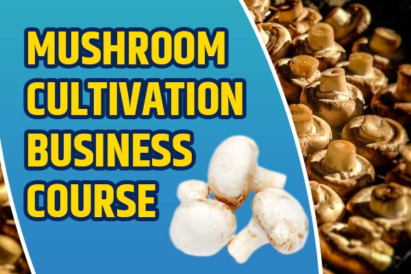 Mushroom Cultivation Business