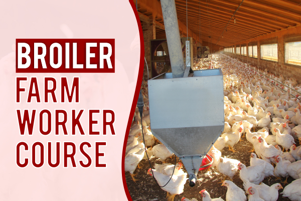 Broiler Poultry Farming Course