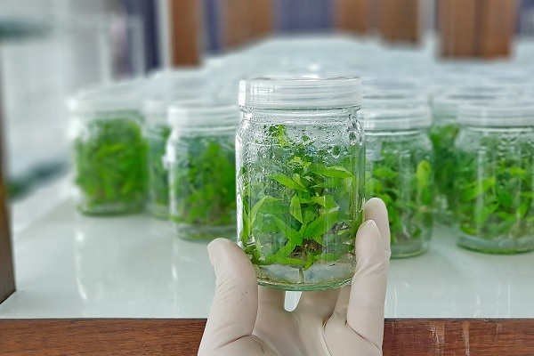 plant-tissue-culture